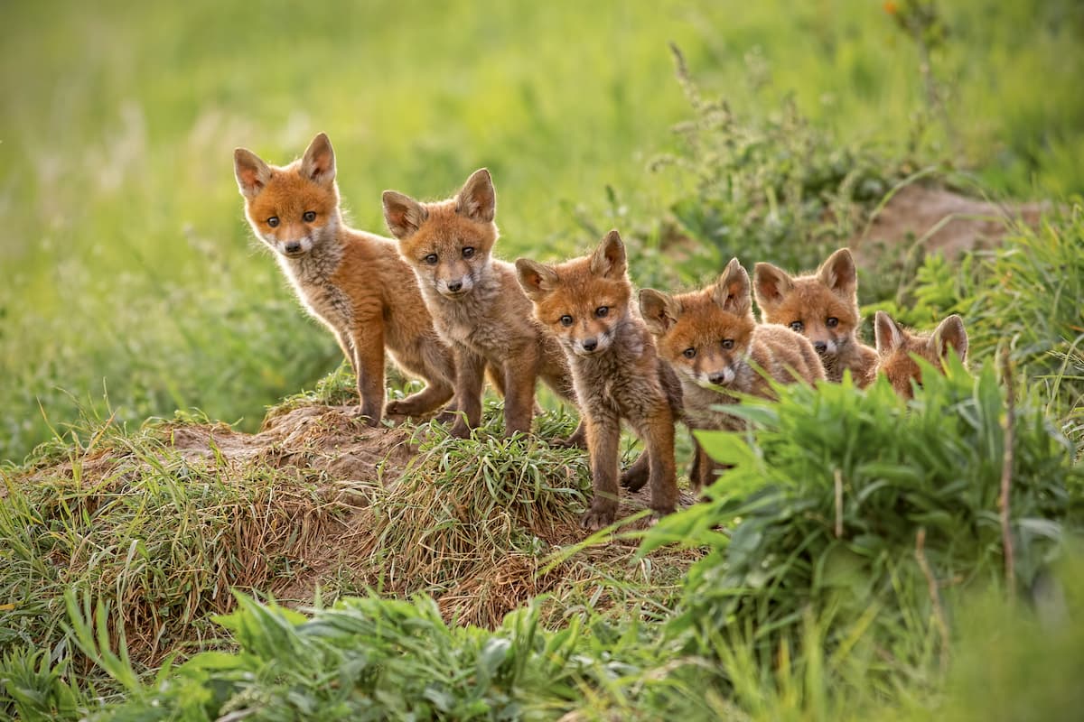 Red fox. Dolly Sods Wilderness